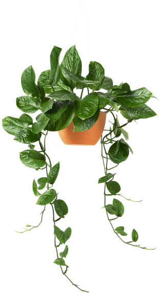 leafs in pot